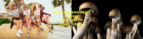 сатива Аркадак